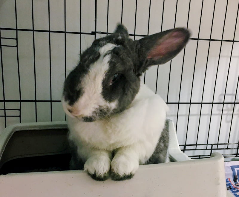 Mars the Rabbit looking into the camera