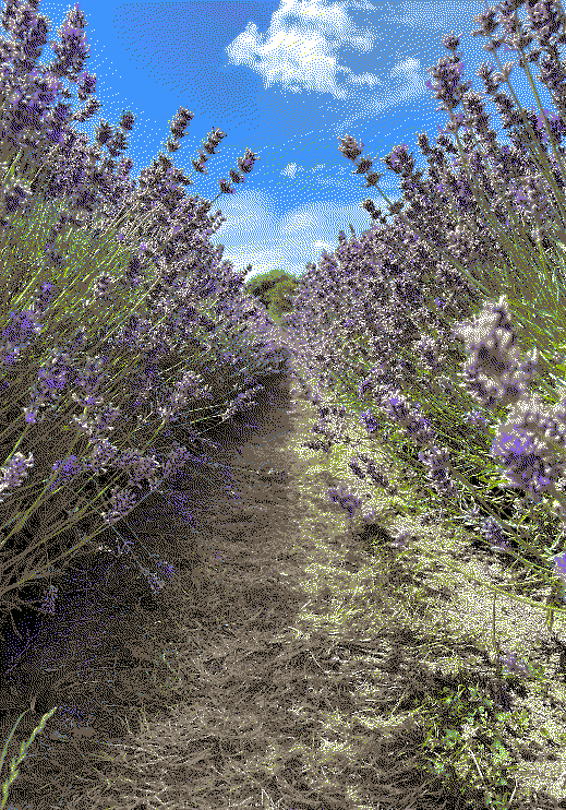 Close up of a outdoor path leading through some lavender flowers