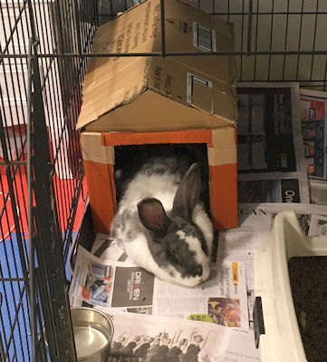 Mars the Rabbit in her house
