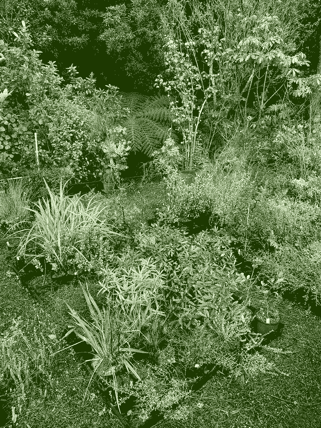 Plant nursery with native species at Ōtari-Wilton's Bush